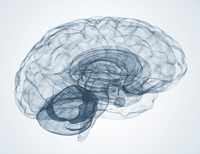 Brain wireframe